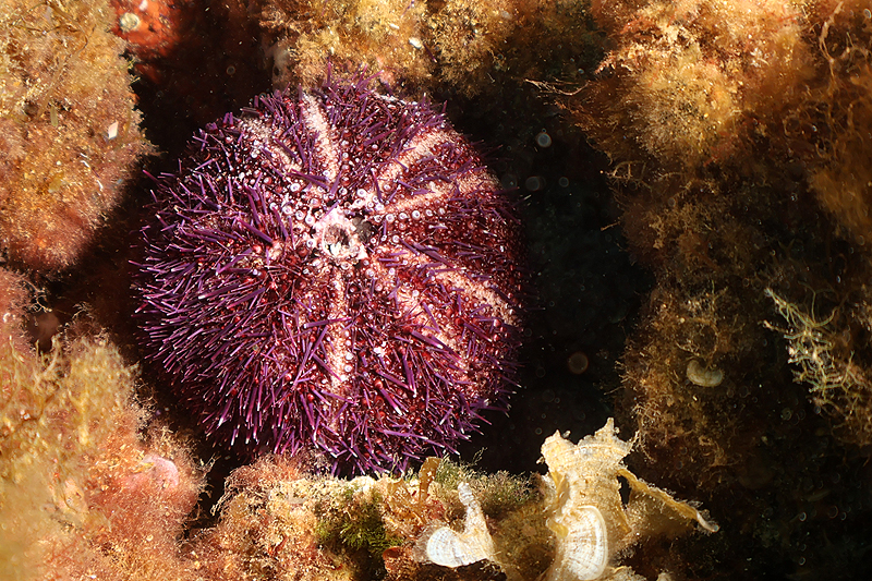 Estartit - Oursin violet