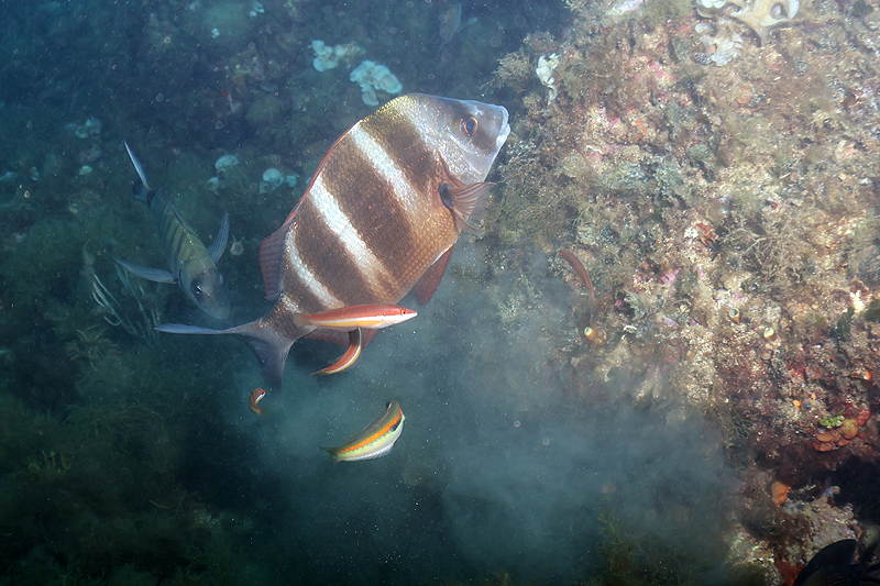 Estartit - Sar tambour et girelles