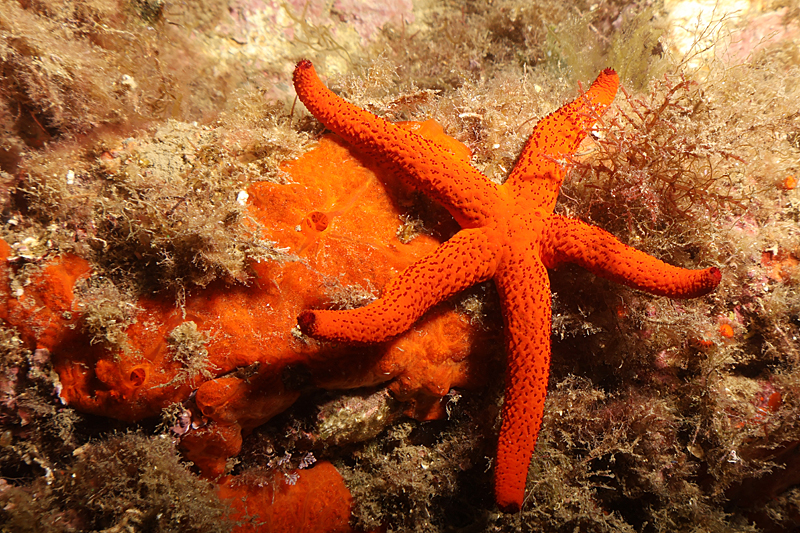 Colera - Etoile de mer rouge