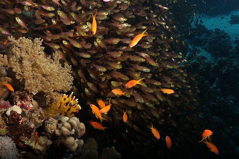 Hurghada - Banc de poissons hachettes nains et quelques anthias