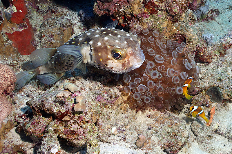 Hurghada - Poisson porc-épic et couple de poissons-clowns à deux bandes