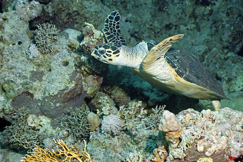 Hurghada - Tortue imbriquée