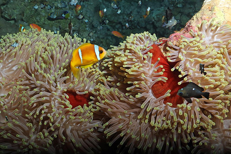 Hurghada - Poisson-clown à deux bandes et petites demoiselles dominos