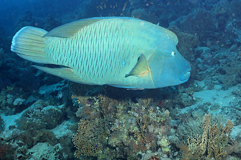 Hurghada - Napoléon
