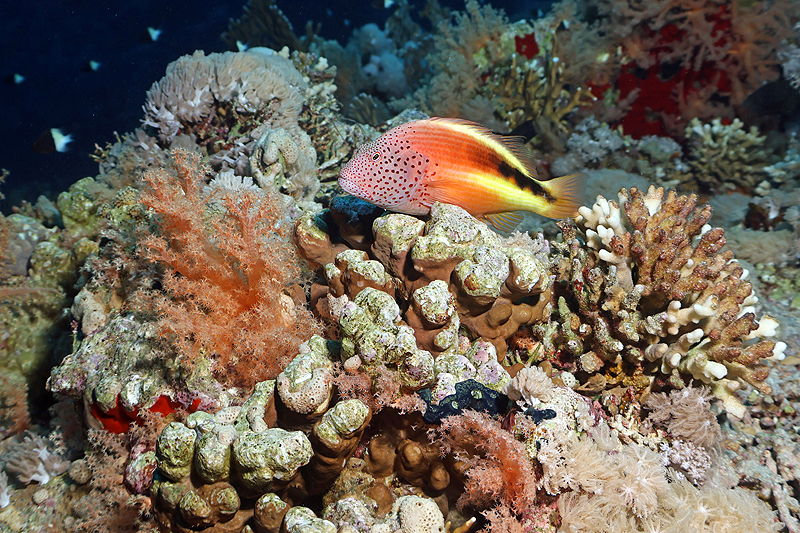 Hurghada - Poisson-faucon à taches de rousseur