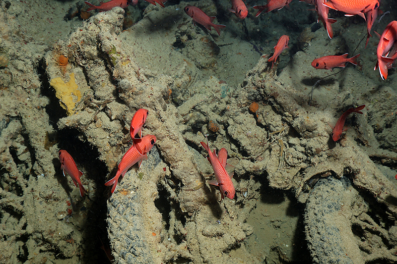 Epave du Thistlegorm[br](Plg n° 8)