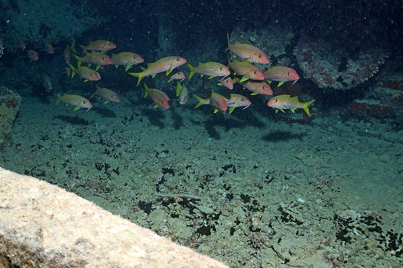 Epave du Thistlegorm[br](Plg n° 9)