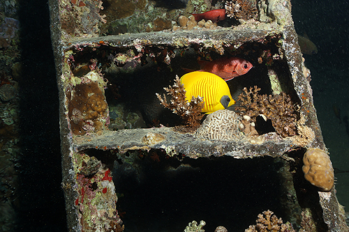 MER ROUGE NORD - Epave du Thistlegorm[br](Plg n° 9)