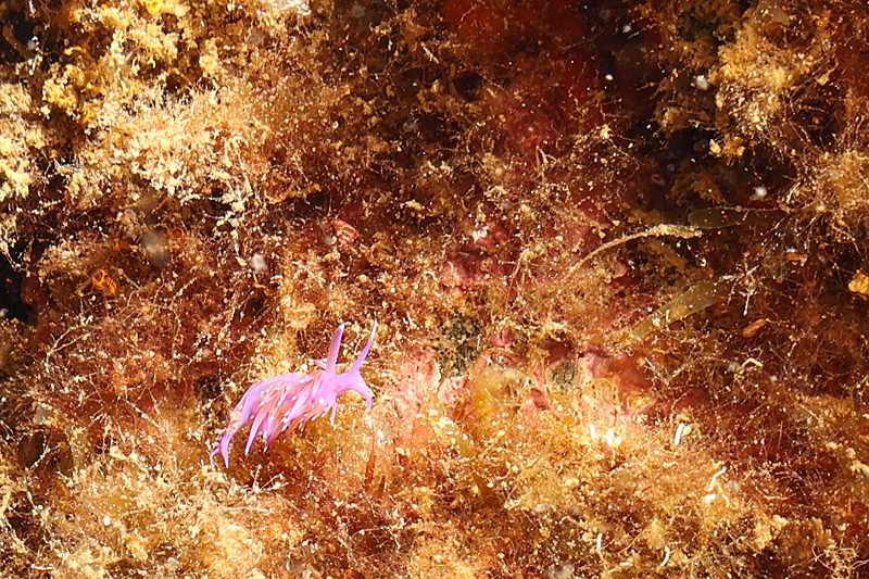 Colera - Flabelline mauve
