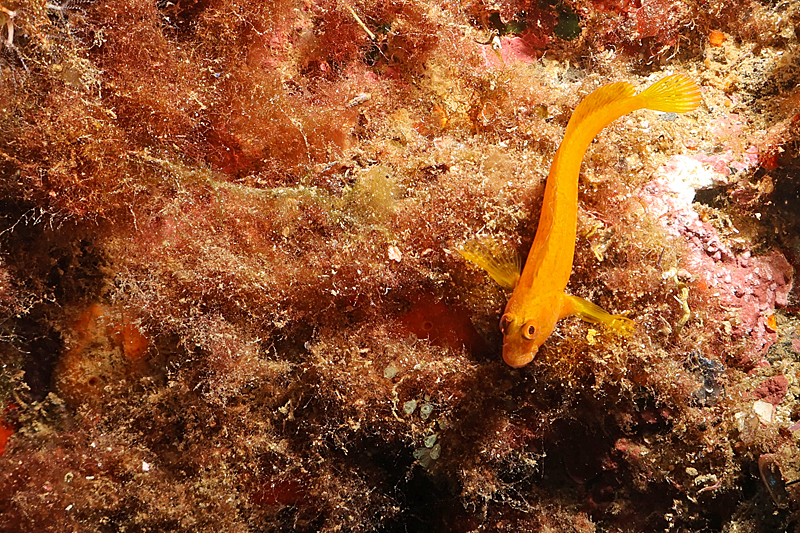 Colera - Blennie pilicorne de Méditerranée