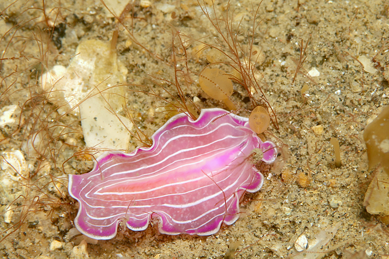 Photo de ver plat rose de Méditerranée