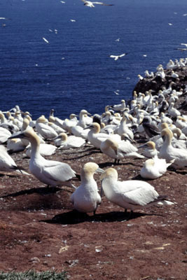 Île Bonaventure