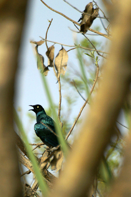 Wassadougou