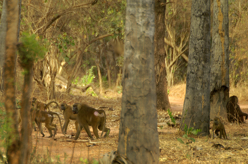 Wassadougou