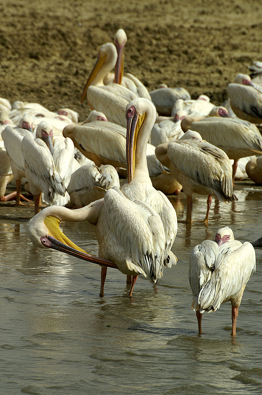 P.N. de Djoudj