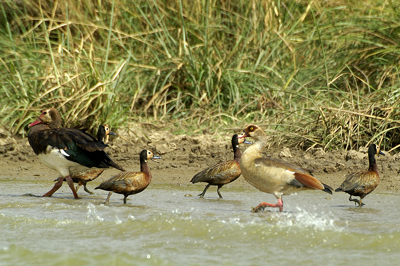 P.N. de Djoudj