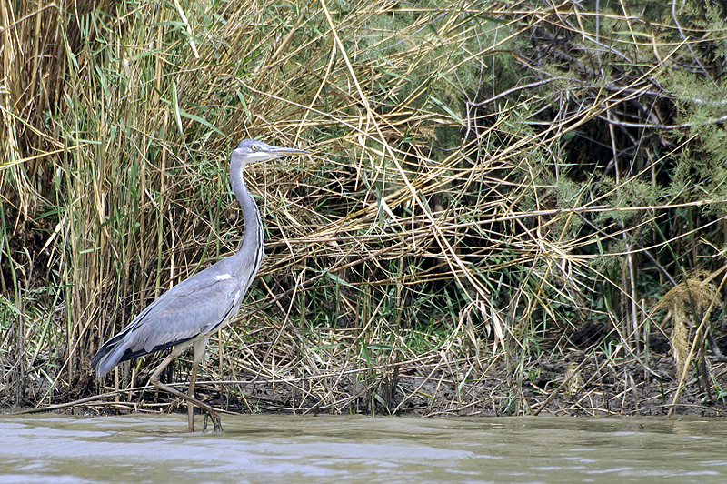 P.N. de Djoudj