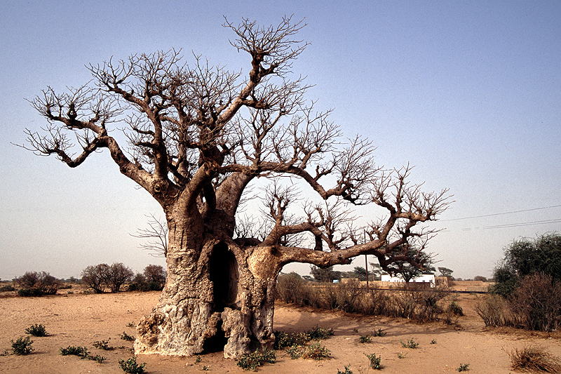Baobab
