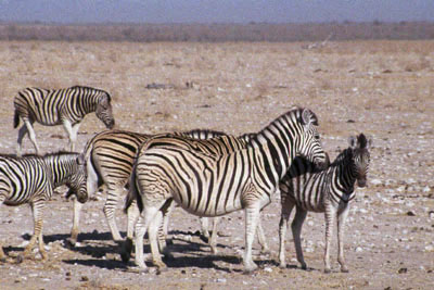 AFRIQUE AUSTRALE - P.N. Etosha