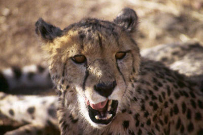 AFRIQUE AUSTRALE - P.N. Etosha