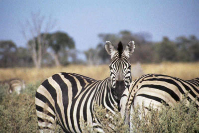 AFRIQUE AUSTRALE - Moremi / Okavango