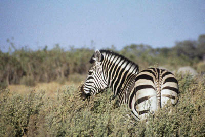 AFRIQUE AUSTRALE - Moremi / Okavango