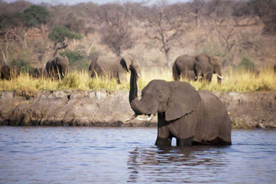 AFRIQUE AUSTRALE - Chobe