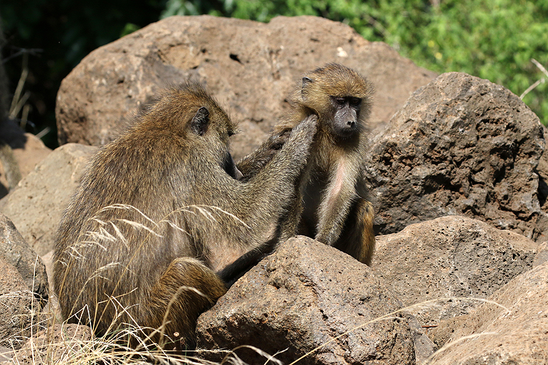 Lac Manyara