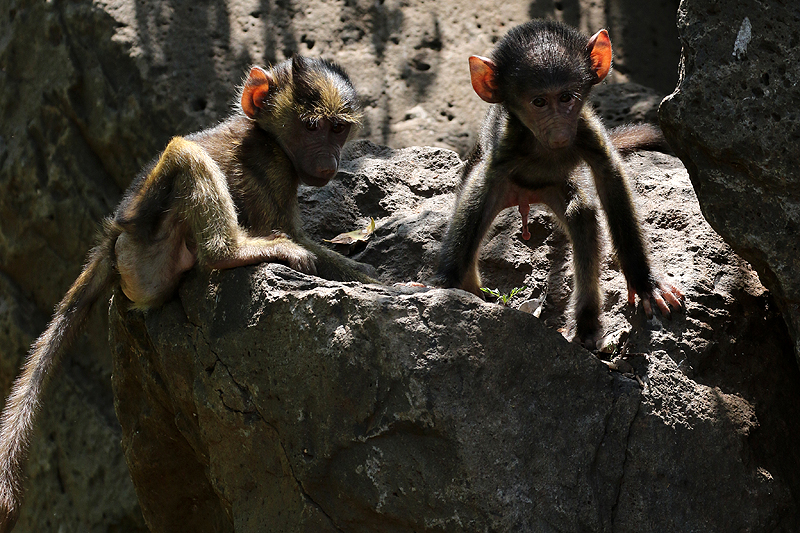 Lac Manyara