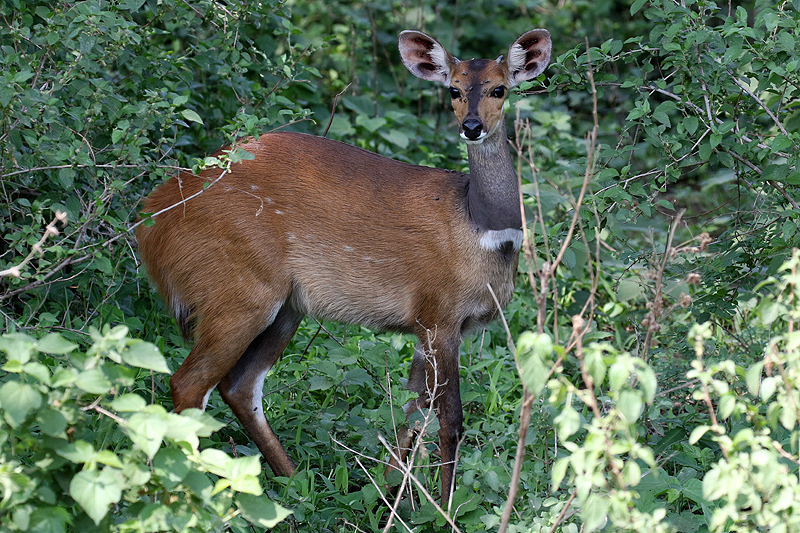 Lac Manyara