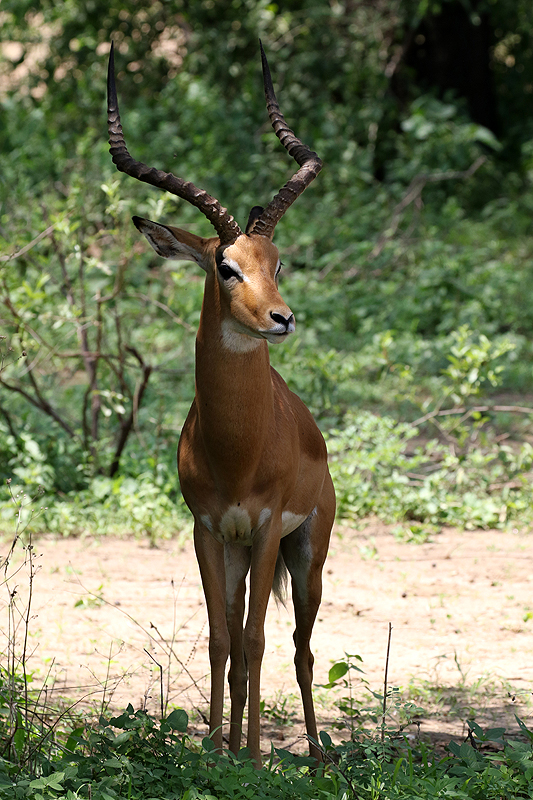 Photo impalas