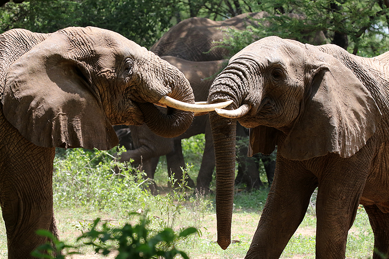 Lac Manyara