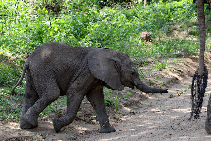 Lac Manyara