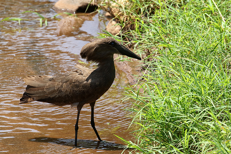 Lac Manyara