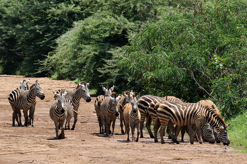 Lac Manyara