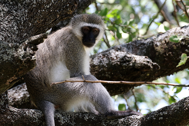 Lac Manyara