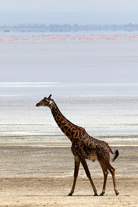 Lac Manyara