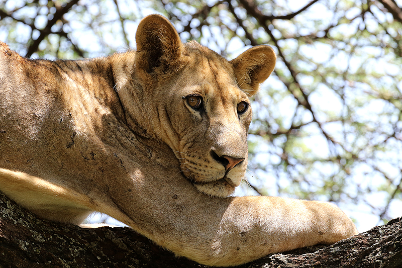 Lac Manyara