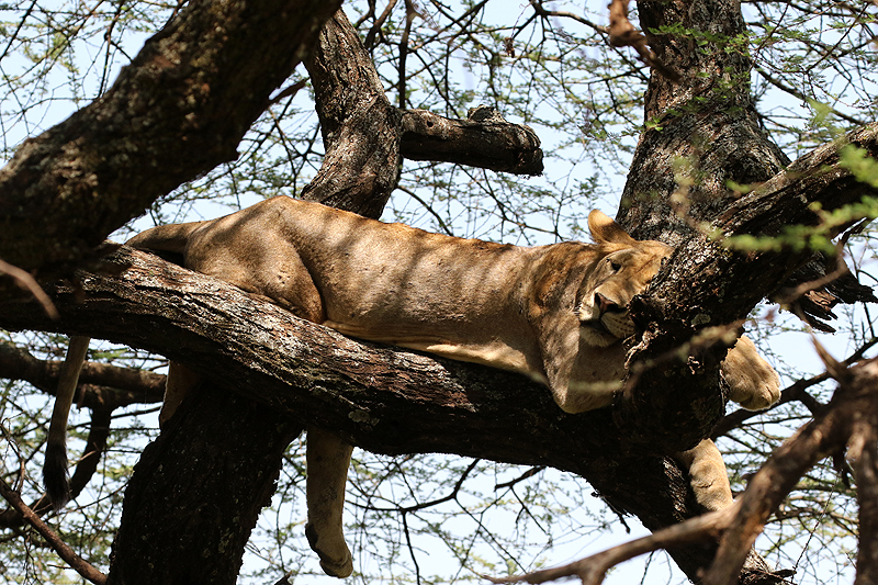 Lac Manyara