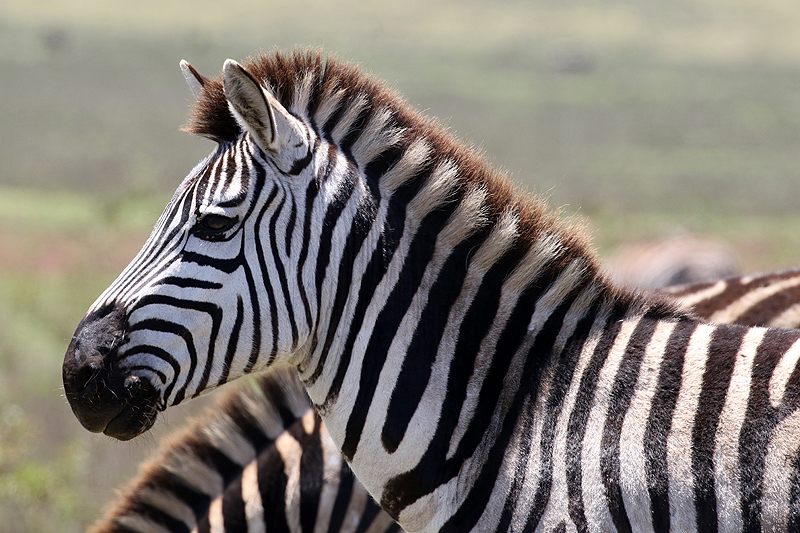 Ngorongoro