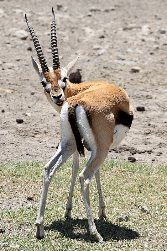 Ngorongoro