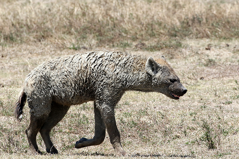 Ngorongoro