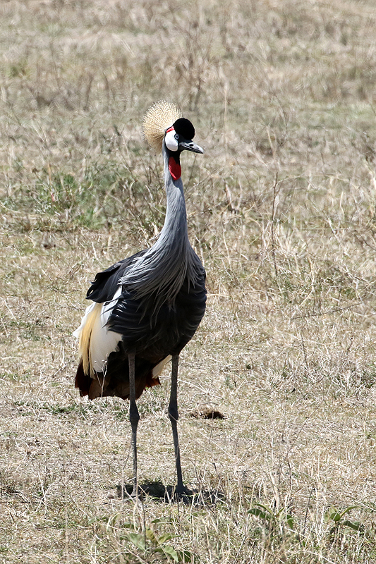 Ngorongoro