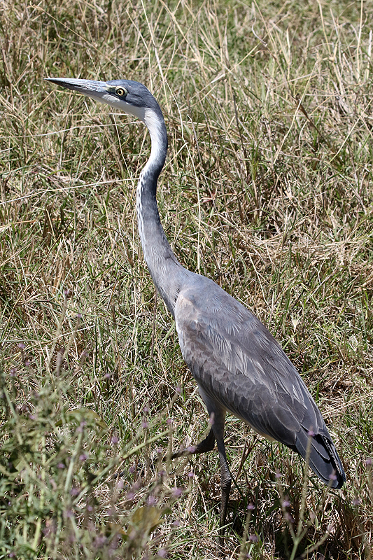 Ngorongoro