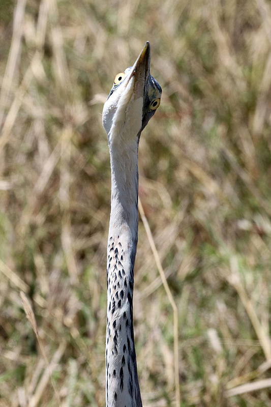 Ngorongoro