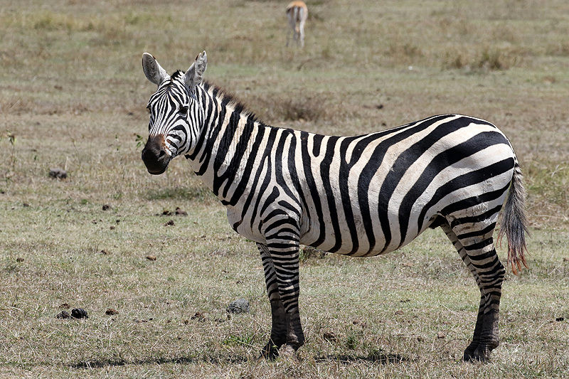 Ngorongoro