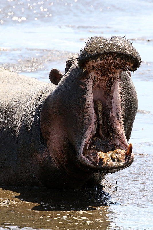 Ngorongoro