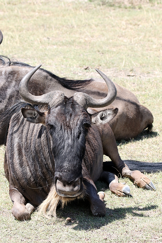 Ngorongoro