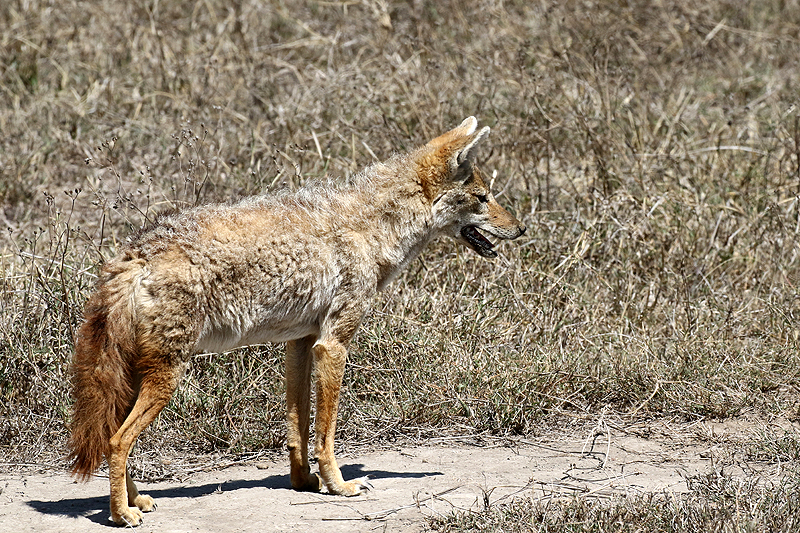 Ngorongoro