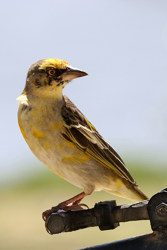 Ngorongoro